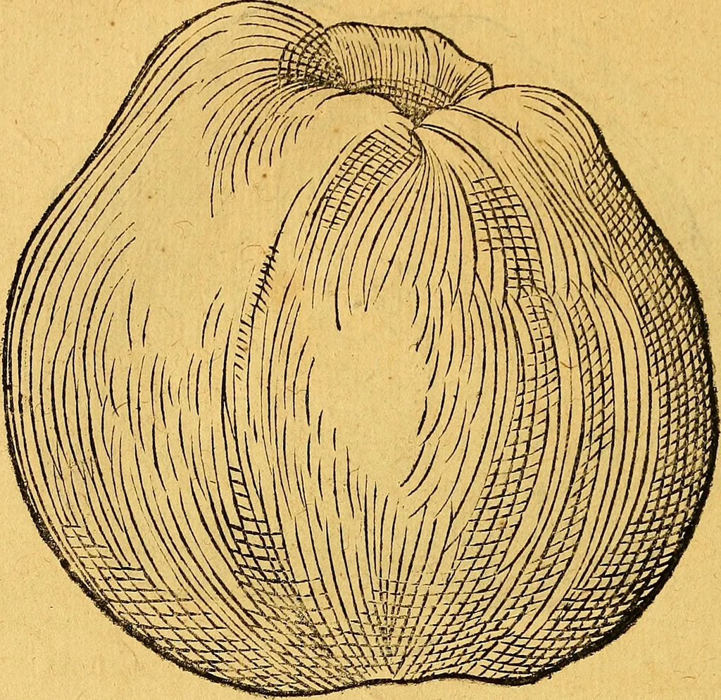 An illustration from Historia novi et admirabilis fontis balneique Bollensis in Ducatu Vvirtembergico ad acidulas Goepingenses ..., 1598, leaf 411