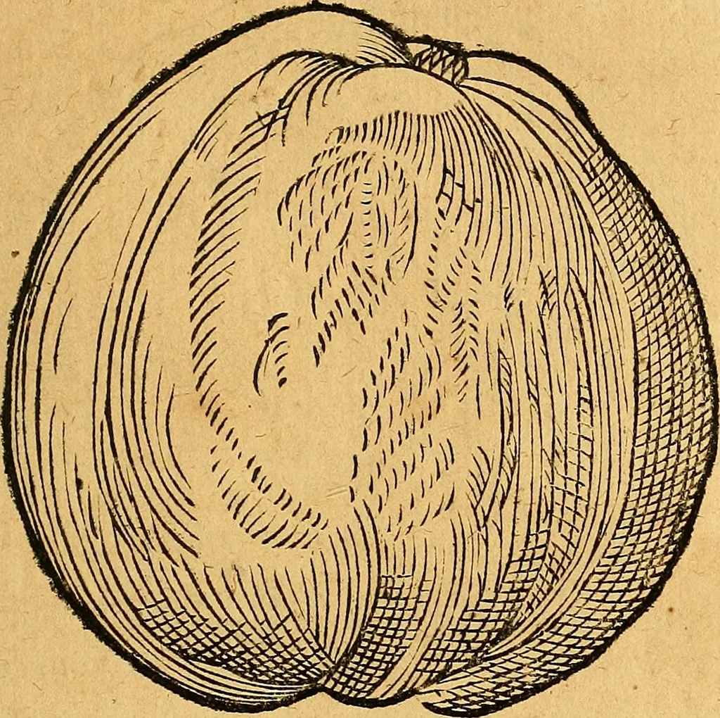 An illustration from Historia novi et admirabilis fontis balneique Bollensis in Ducatu Vvirtembergico ad acidulas Goepingenses ..., 1598, leaf 412