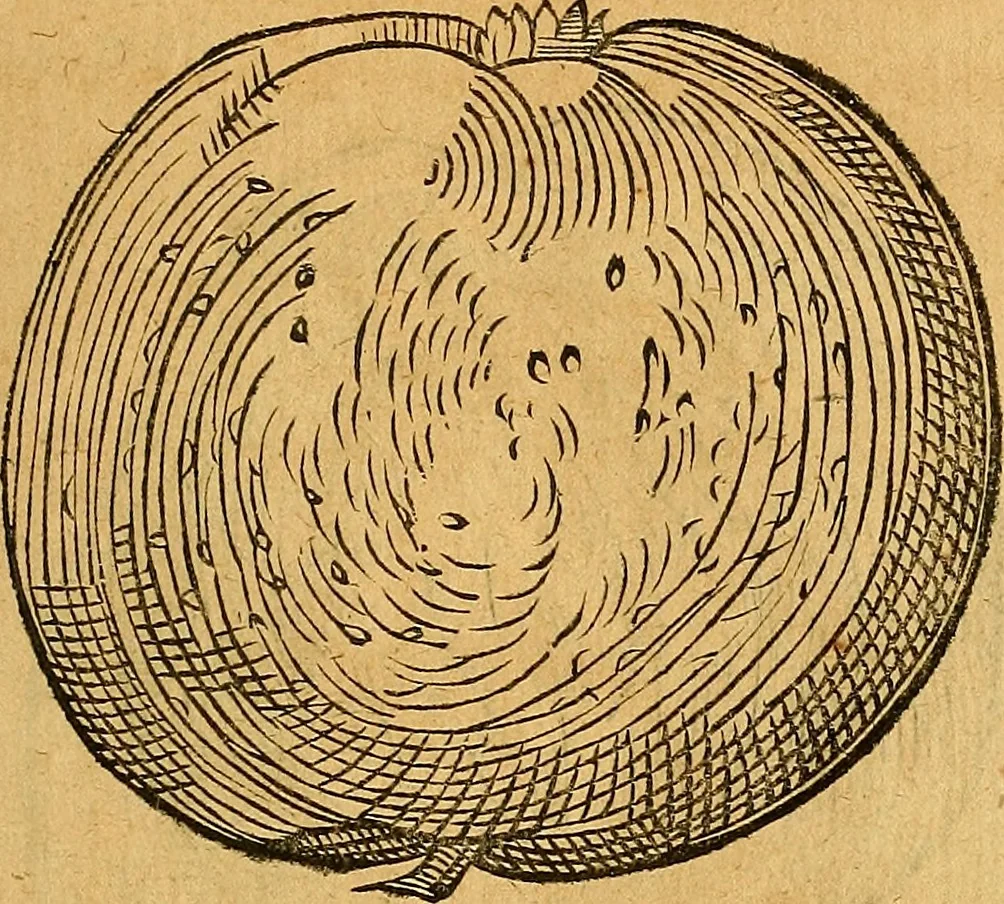 An illustration from Historia novi et admirabilis fontis balneique Bollensis in Ducatu Vvirtembergico ad acidulas Goepingenses ..., 1598, leaf 414