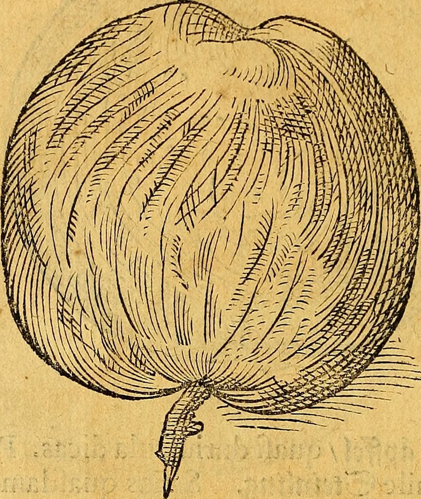 An illustration from Historia novi et admirabilis fontis balneique Bollensis in Ducatu Vvirtembergico ad acidulas Goepingenses ..., 1598, leaf 415
