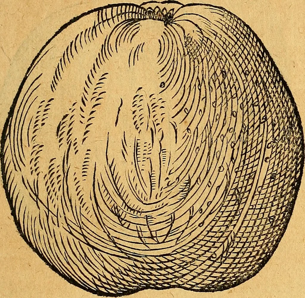 An illustration from Historia novi et admirabilis fontis balneique Bollensis in Ducatu Vvirtembergico ad acidulas Goepingenses ..., 1598, leaf 416