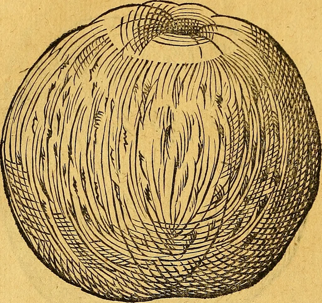 An illustration from Historia novi et admirabilis fontis balneique Bollensis in Ducatu Vvirtembergico ad acidulas Goepingenses ..., 1598, leaf 417