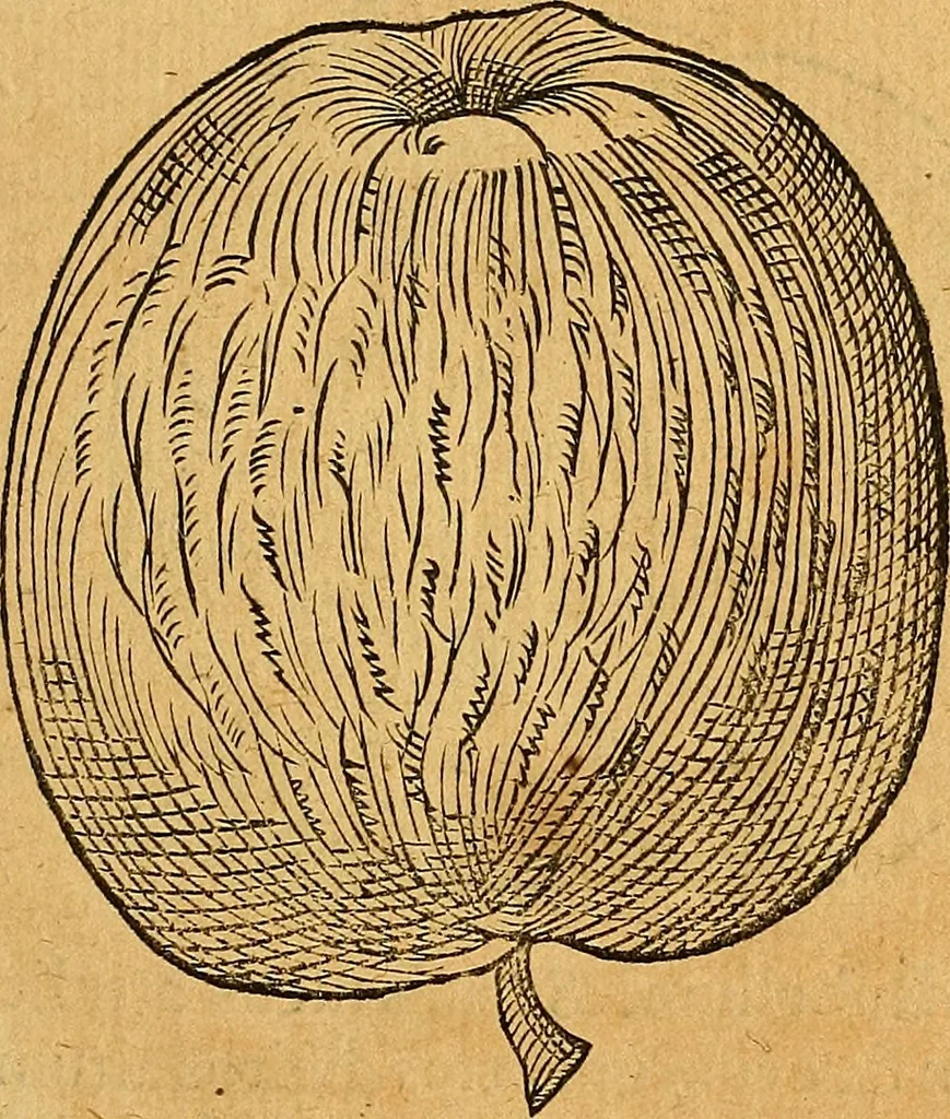 An illustration from Historia novi et admirabilis fontis balneique Bollensis in Ducatu Vvirtembergico ad acidulas Goepingenses ..., 1598, leaf 418