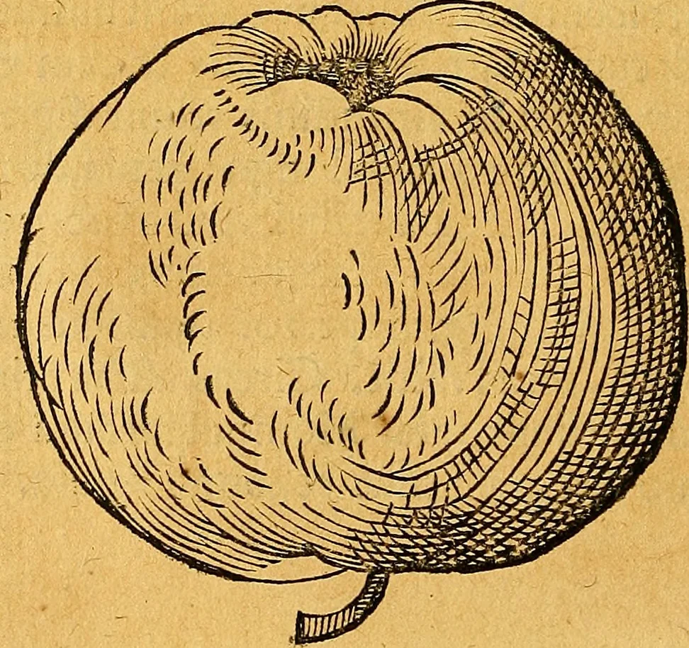 An illustration from Historia novi et admirabilis fontis balneique Bollensis in Ducatu Vvirtembergico ad acidulas Goepingenses ..., 1598, leaf 419