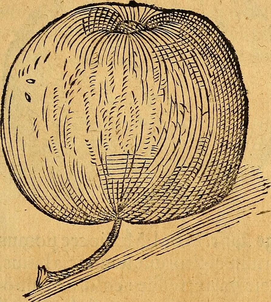 An illustration from Historia novi et admirabilis fontis balneique Bollensis in Ducatu Vvirtembergico ad acidulas Goepingenses ..., 1598, leaf 420
