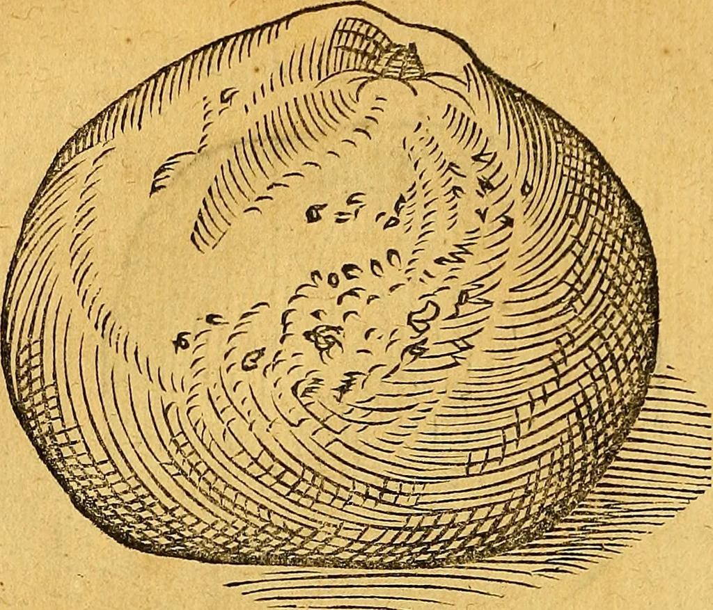 An illustration from Historia novi et admirabilis fontis balneique Bollensis in Ducatu Vvirtembergico ad acidulas Goepingenses ..., 1598, leaf 421