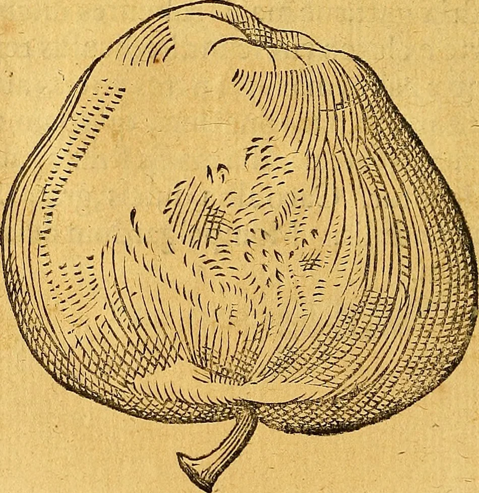 An illustration from Historia novi et admirabilis fontis balneique Bollensis in Ducatu Vvirtembergico ad acidulas Goepingenses ..., 1598, leaf 421