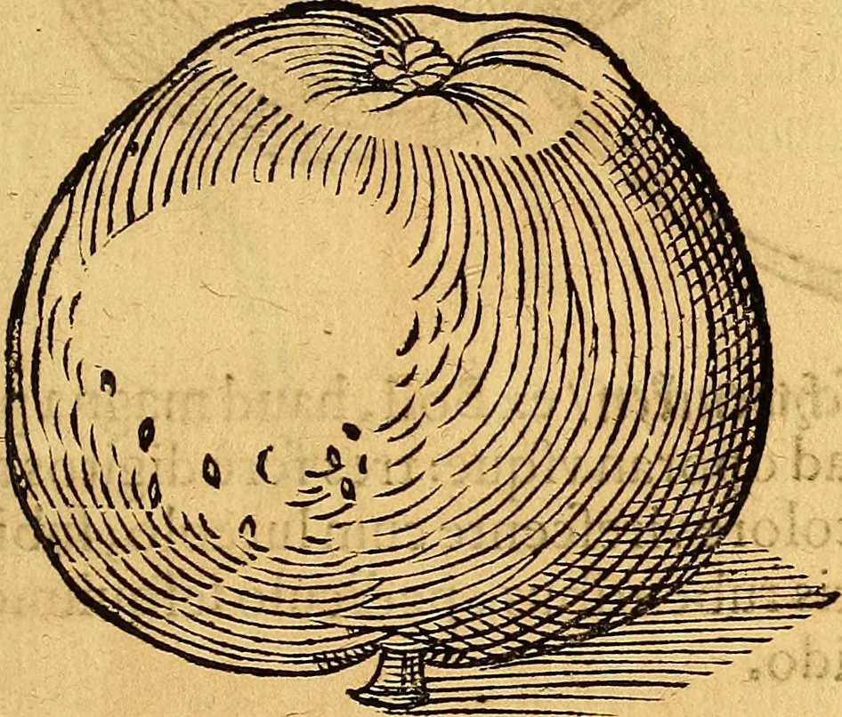 An illustration from Historia novi et admirabilis fontis balneique Bollensis in Ducatu Vvirtembergico ad acidulas Goepingenses ..., 1598, leaf 422
