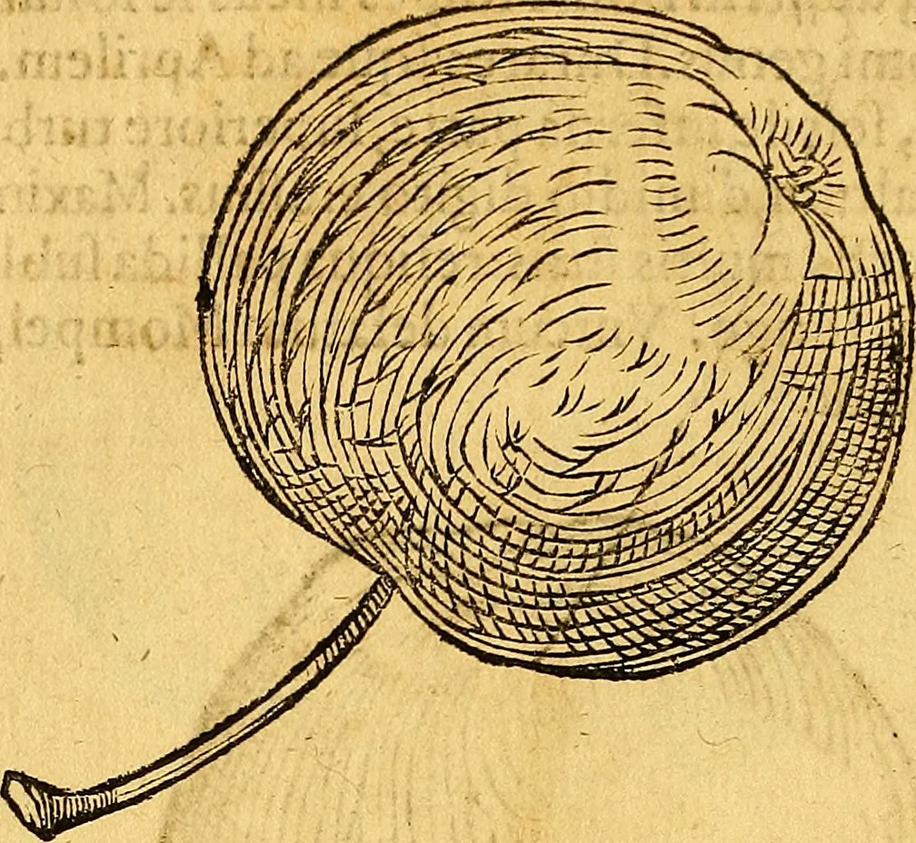An illustration from Historia novi et admirabilis fontis balneique Bollensis in Ducatu Vvirtembergico ad acidulas Goepingenses ..., 1598, leaf 423