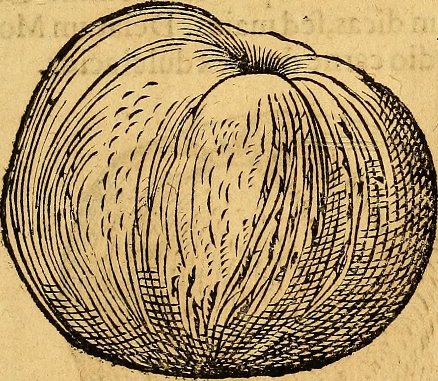An illustration from Historia novi et admirabilis fontis balneique Bollensis in Ducatu Vvirtembergico ad acidulas Goepingenses ..., 1598, leaf 424