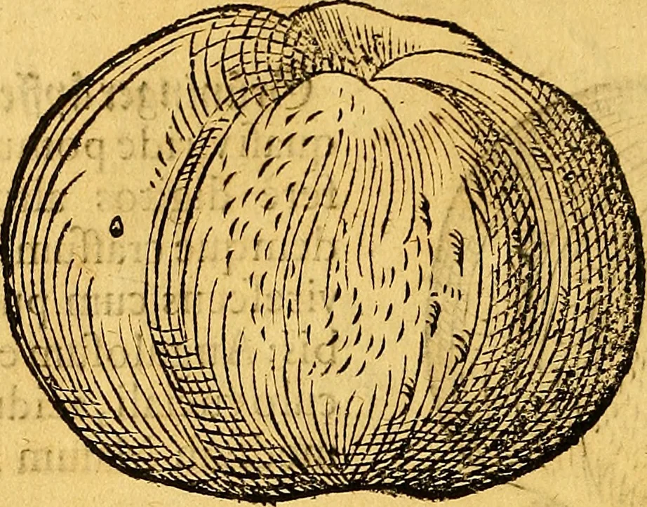 An illustration from Historia novi et admirabilis fontis balneique Bollensis in Ducatu Vvirtembergico ad acidulas Goepingenses ..., 1598, leaf 425