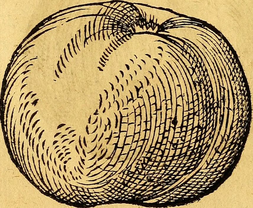 An illustration from Historia novi et admirabilis fontis balneique Bollensis in Ducatu Vvirtembergico ad acidulas Goepingenses ..., 1598, leaf 425