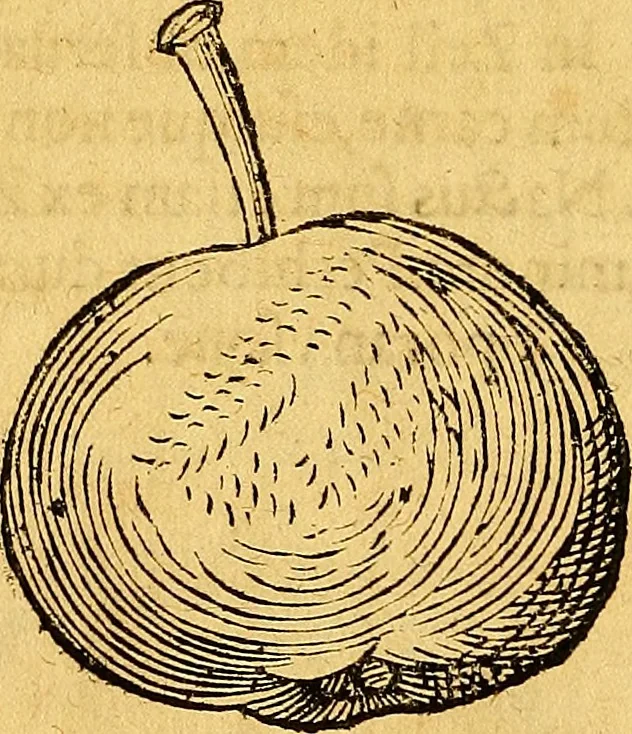 An illustration from Historia novi et admirabilis fontis balneique Bollensis in Ducatu Vvirtembergico ad acidulas Goepingenses ..., 1598, leaf 427