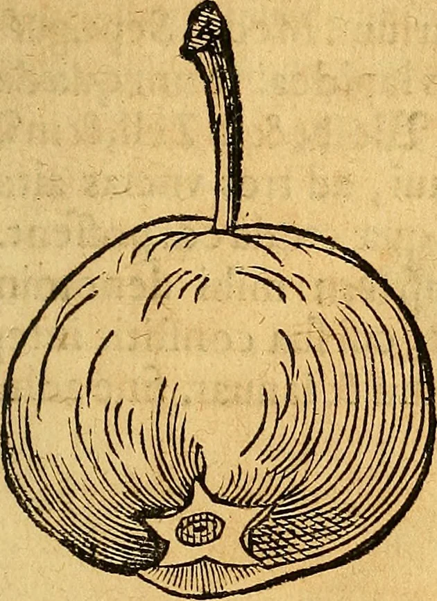 An illustration from Historia novi et admirabilis fontis balneique Bollensis in Ducatu Vvirtembergico ad acidulas Goepingenses ..., 1598, leaf 428