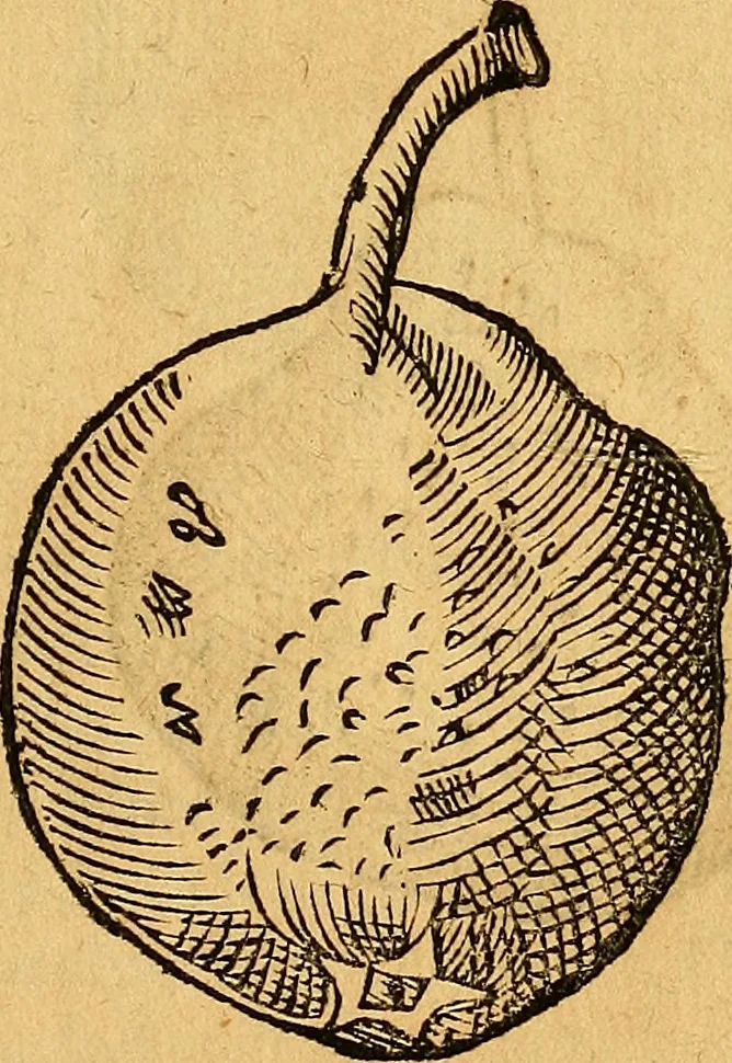 An illustration from Historia novi et admirabilis fontis balneique Bollensis in Ducatu Vvirtembergico ad acidulas Goepingenses ..., 1598, leaf 428