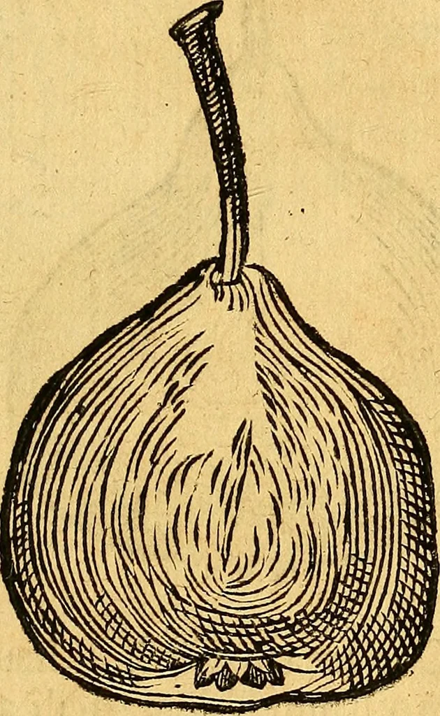 An illustration from Historia novi et admirabilis fontis balneique Bollensis in Ducatu Vvirtembergico ad acidulas Goepingenses ..., 1598, leaf 430