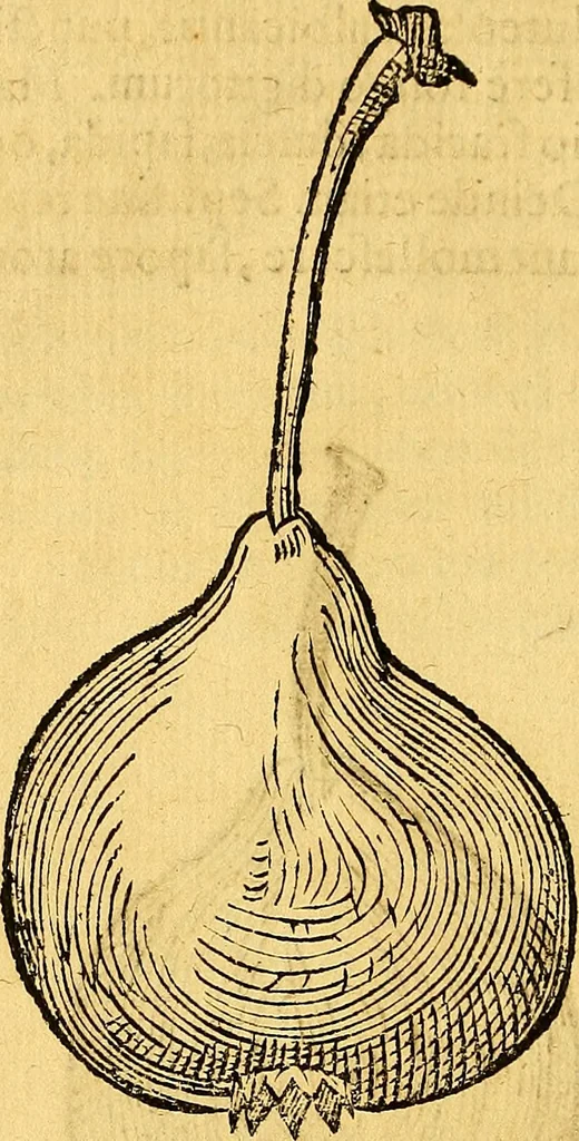 An illustration from Historia novi et admirabilis fontis balneique Bollensis in Ducatu Vvirtembergico ad acidulas Goepingenses ..., 1598, leaf 431