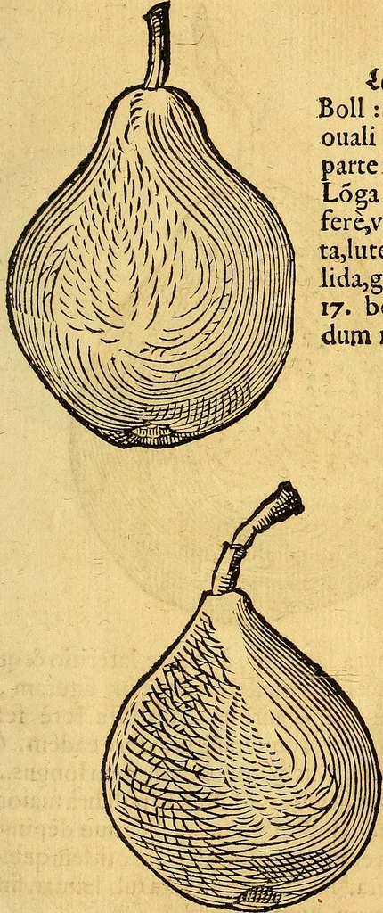 An illustration from Historia novi et admirabilis fontis balneique Bollensis in Ducatu Vvirtembergico ad acidulas Goepingenses ..., 1598, leaf 432