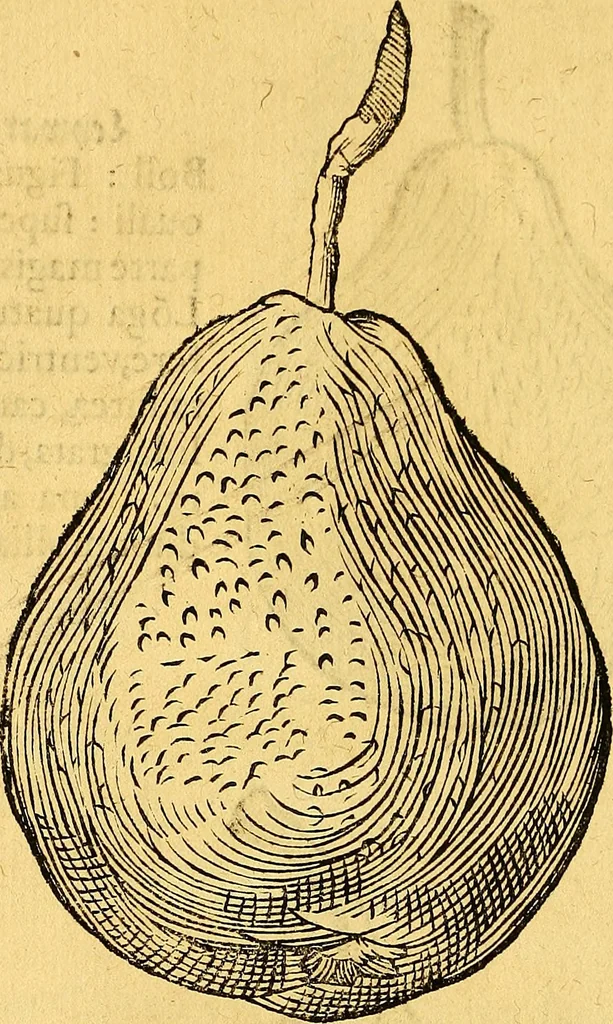 An illustration from Historia novi et admirabilis fontis balneique Bollensis in Ducatu Vvirtembergico ad acidulas Goepingenses ..., 1598, leaf 433