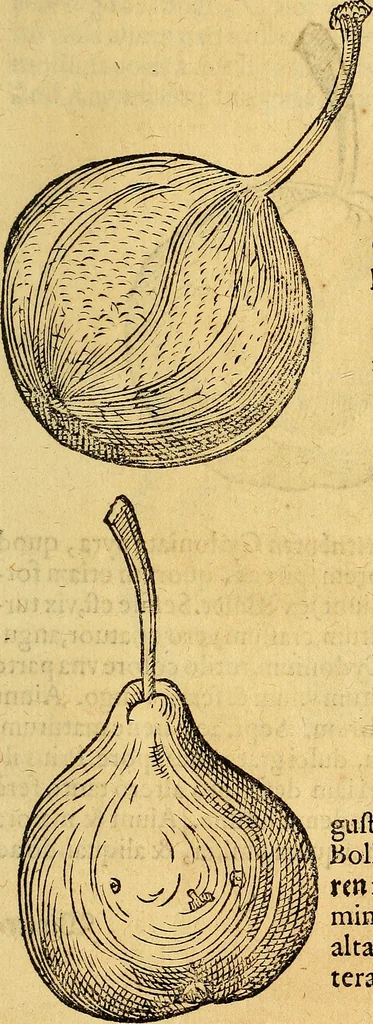 An illustration from Historia novi et admirabilis fontis balneique Bollensis in Ducatu Vvirtembergico ad acidulas Goepingenses ..., 1598, leaf 434
