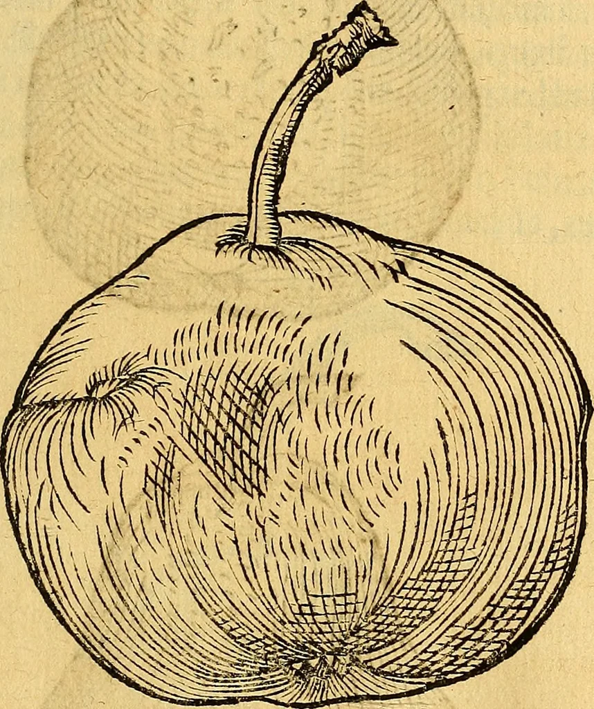 An illustration from Historia novi et admirabilis fontis balneique Bollensis in Ducatu Vvirtembergico ad acidulas Goepingenses ..., 1598, leaf 436