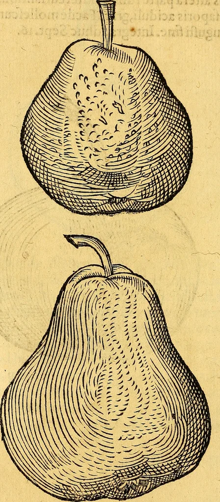 An illustration from Historia novi et admirabilis fontis balneique Bollensis in Ducatu Vvirtembergico ad acidulas Goepingenses ..., 1598, leaf 437