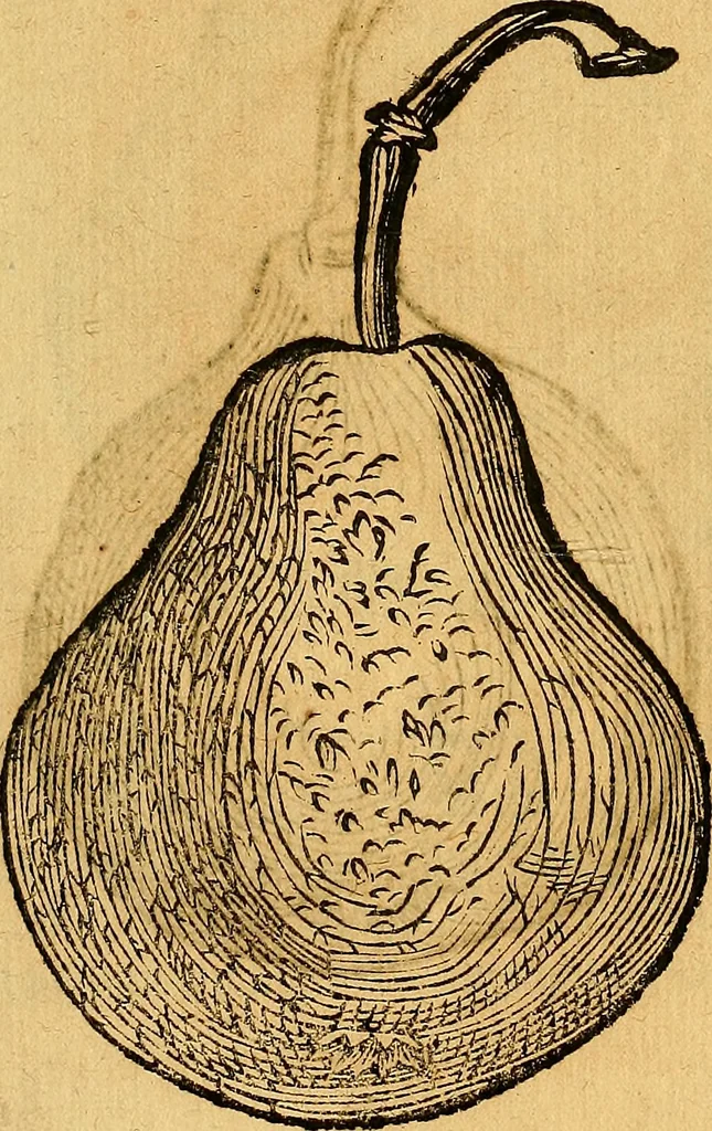 An illustration from Historia novi et admirabilis fontis balneique Bollensis in Ducatu Vvirtembergico ad acidulas Goepingenses ..., 1598, leaf 438