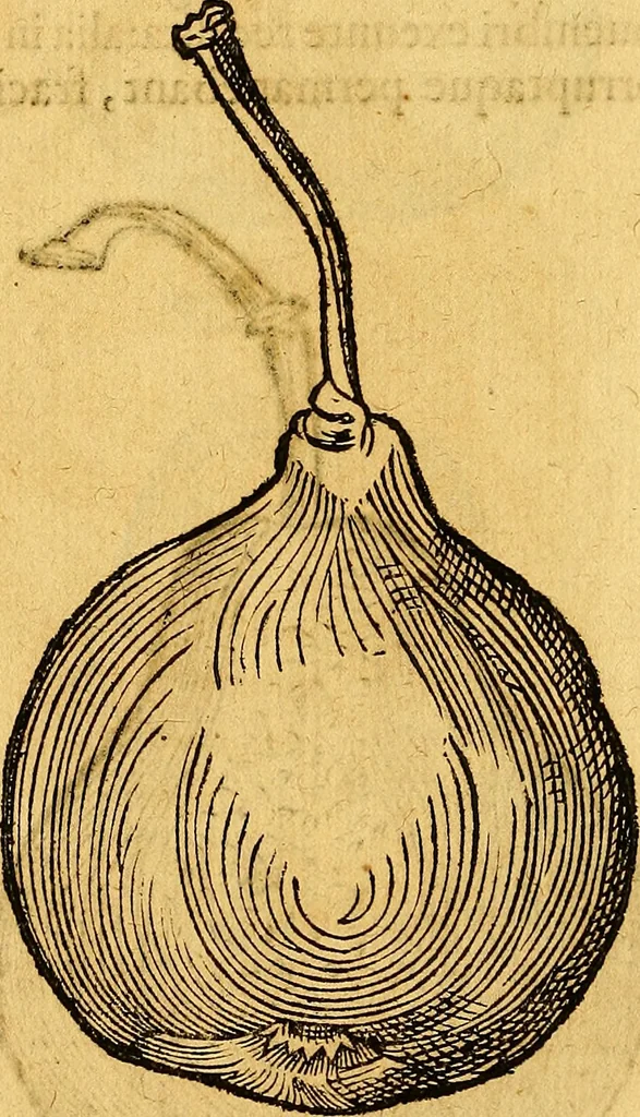 An illustration from Historia novi et admirabilis fontis balneique Bollensis in Ducatu Vvirtembergico ad acidulas Goepingenses ..., 1598, leaf 439