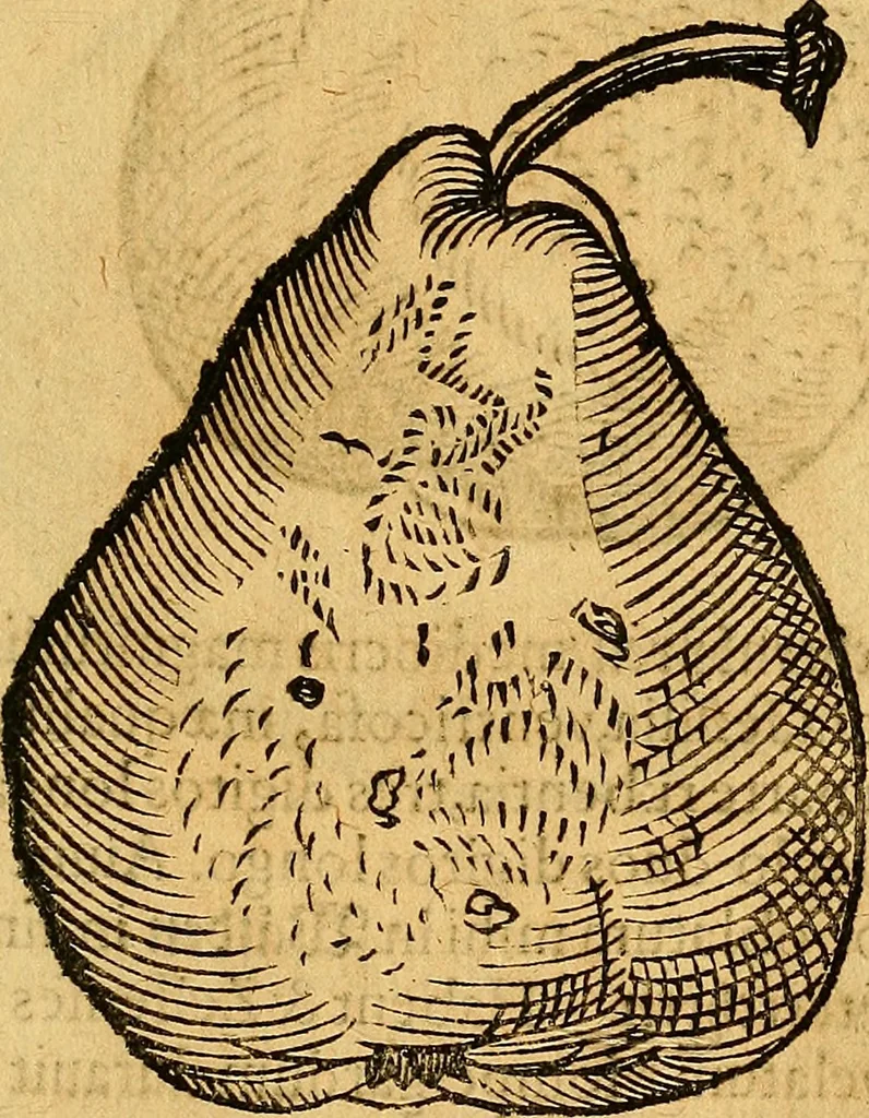 An illustration from Historia novi et admirabilis fontis balneique Bollensis in Ducatu Vvirtembergico ad acidulas Goepingenses ..., 1598, leaf 440
