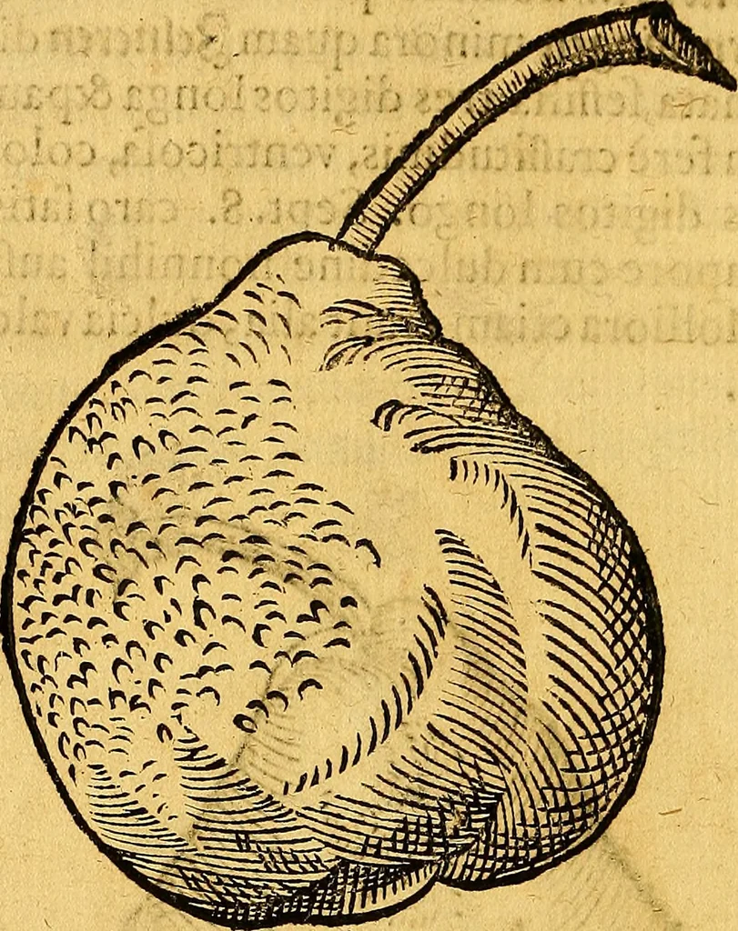 An illustration from Historia novi et admirabilis fontis balneique Bollensis in Ducatu Vvirtembergico ad acidulas Goepingenses ..., 1598, leaf 441