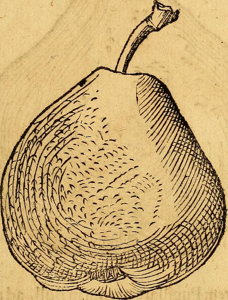 An illustration from Historia novi et admirabilis fontis balneique Bollensis in Ducatu Vvirtembergico ad acidulas Goepingenses ..., 1598, leaf 444