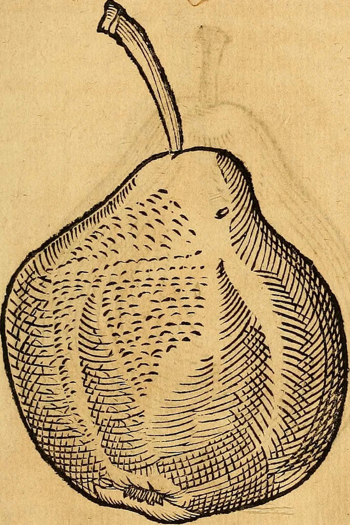 An illustration from Historia novi et admirabilis fontis balneique Bollensis in Ducatu Vvirtembergico ad acidulas Goepingenses ..., 1598, leaf 446