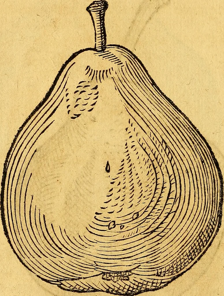 An illustration from Historia novi et admirabilis fontis balneique Bollensis in Ducatu Vvirtembergico ad acidulas Goepingenses ..., 1598, leaf 447