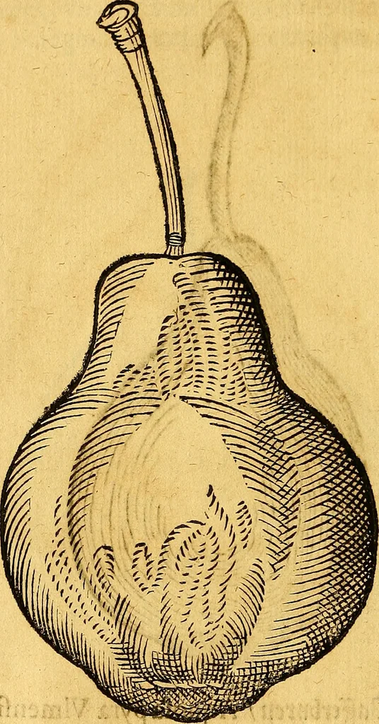 An illustration from Historia novi et admirabilis fontis balneique Bollensis in Ducatu Vvirtembergico ad acidulas Goepingenses ..., 1598, leaf 449