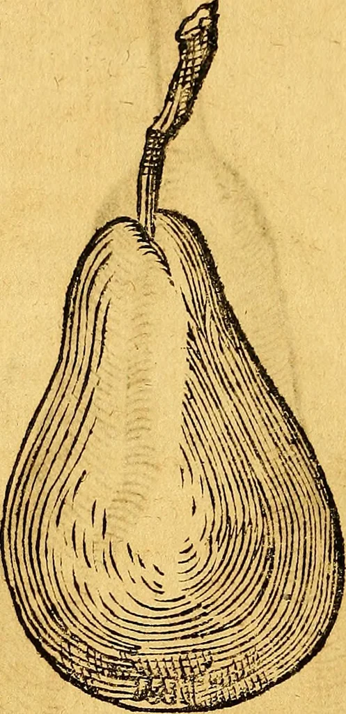 An illustration from Historia novi et admirabilis fontis balneique Bollensis in Ducatu Vvirtembergico ad acidulas Goepingenses ..., 1598, leaf 451
