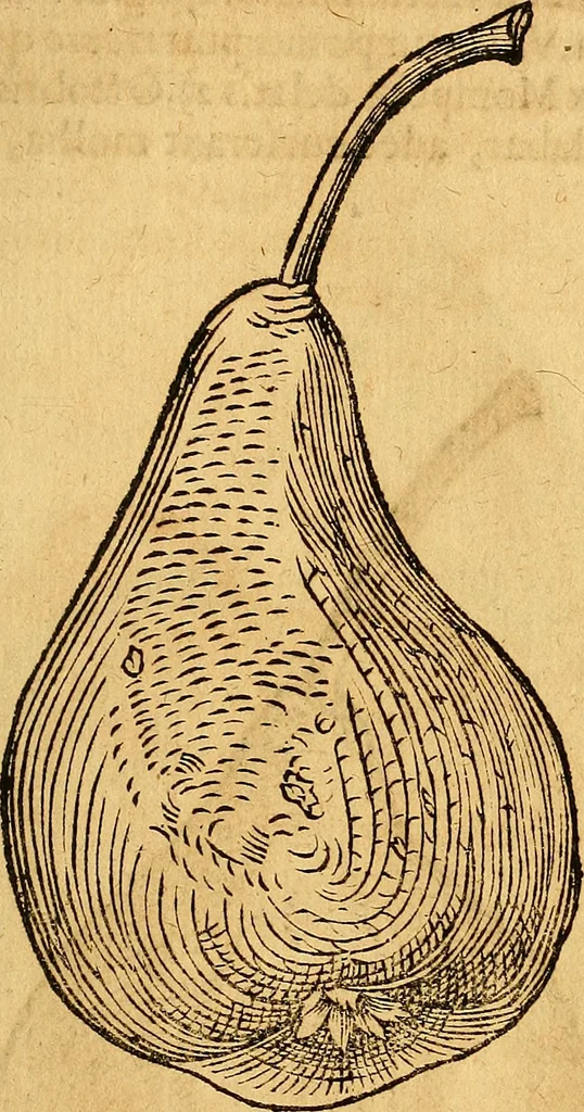 An illustration from Historia novi et admirabilis fontis balneique Bollensis in Ducatu Vvirtembergico ad acidulas Goepingenses ..., 1598, leaf 452