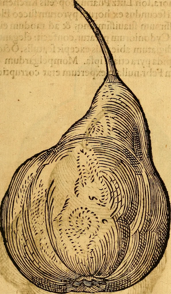 An illustration from Historia novi et admirabilis fontis balneique Bollensis in Ducatu Vvirtembergico ad acidulas Goepingenses ..., 1598, leaf 454