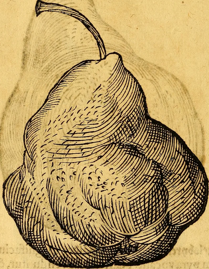 An illustration from Historia novi et admirabilis fontis balneique Bollensis in Ducatu Vvirtembergico ad acidulas Goepingenses ..., 1598, leaf 455