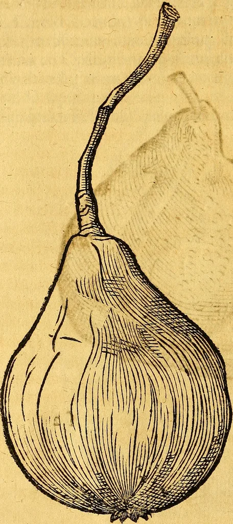 An illustration from Historia novi et admirabilis fontis balneique Bollensis in Ducatu Vvirtembergico ad acidulas Goepingenses ..., 1598, leaf 457
