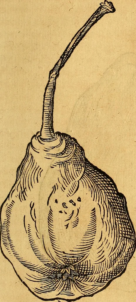 An illustration from Historia novi et admirabilis fontis balneique Bollensis in Ducatu Vvirtembergico ad acidulas Goepingenses ..., 1598, leaf 458