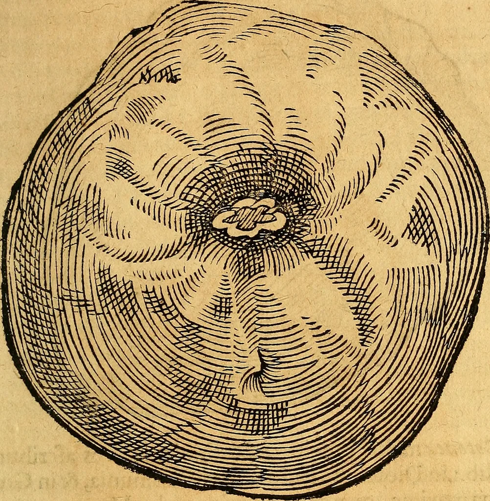 An illustration from Historia novi et admirabilis fontis balneique Bollensis in Ducatu Vvirtembergico ad acidulas Goepingenses ..., 1598, leaf 462