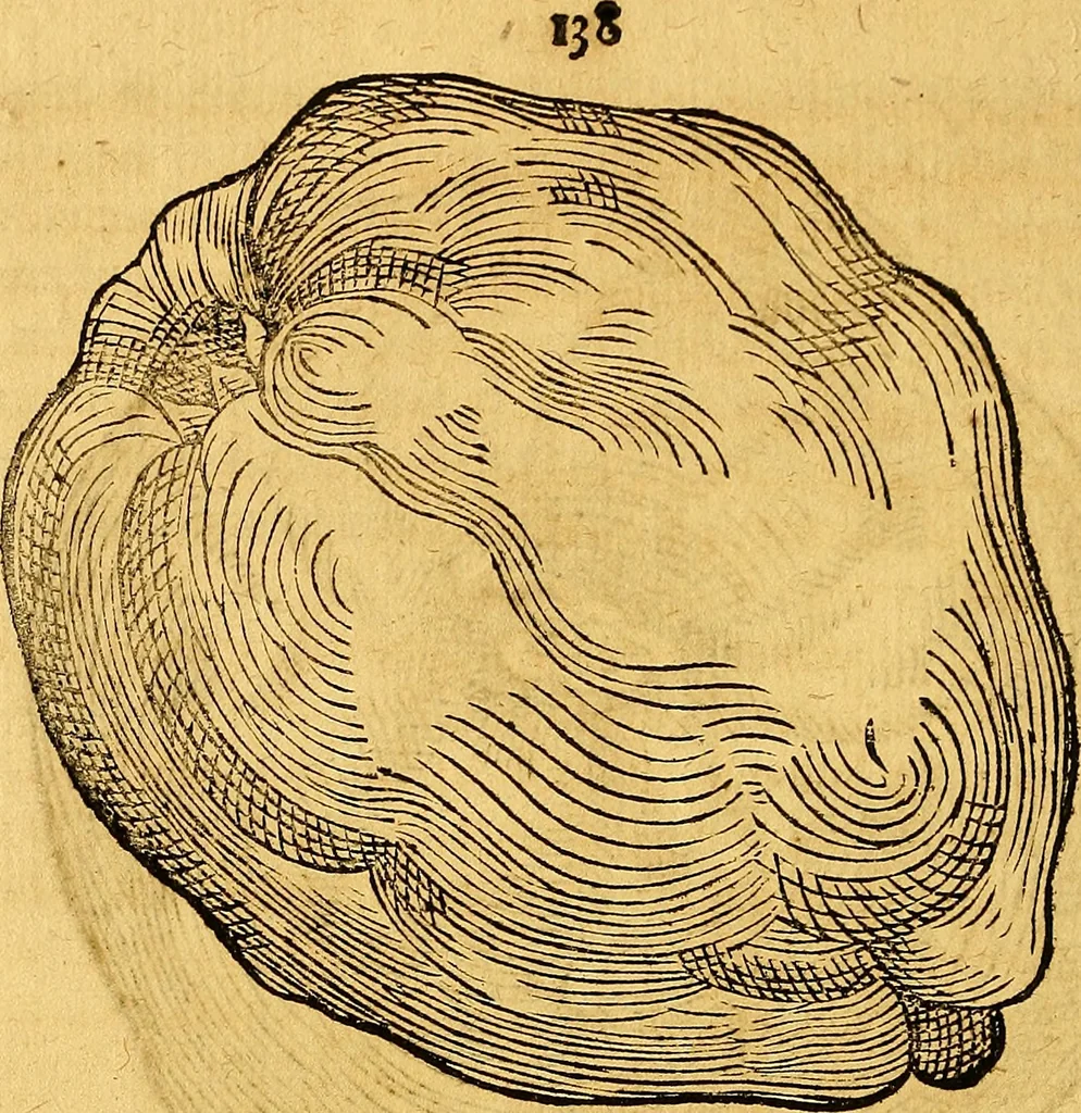 An illustration from Historia novi et admirabilis fontis balneique Bollensis in Ducatu Vvirtembergico ad acidulas Goepingenses ..., 1598, leaf 463
