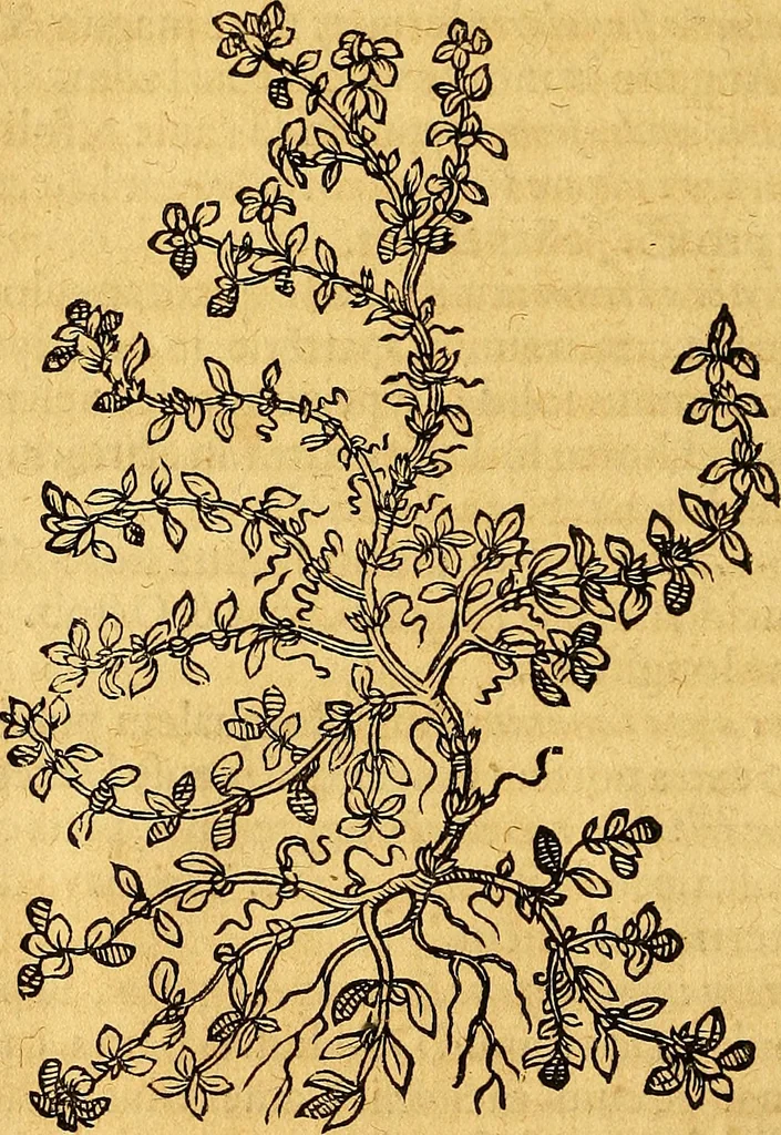 An illustration from Historia novi et admirabilis fontis balneique Bollensis in Ducatu Vvirtembergico ad acidulas Goepingenses ..., 1598, leaf 519