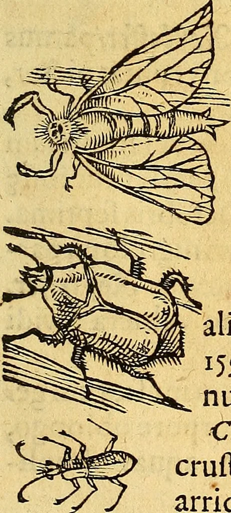 An illustration from Historia novi et admirabilis fontis balneique Bollensis in Ducatu Vvirtembergico ad acidulas Goepingenses ..., 1598, leaf 536