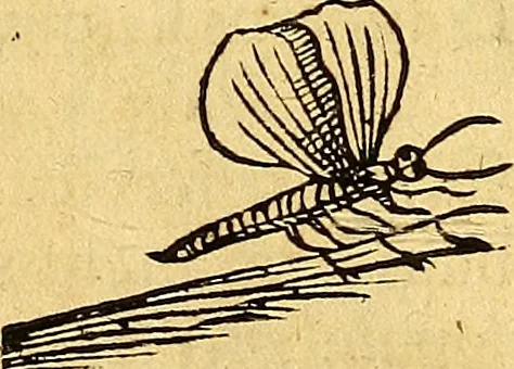 An illustration from Historia novi et admirabilis fontis balneique Bollensis in Ducatu Vvirtembergico ad acidulas Goepingenses ..., 1598, leaf 536