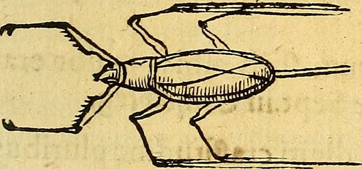 An illustration from Historia novi et admirabilis fontis balneique Bollensis in Ducatu Vvirtembergico ad acidulas Goepingenses ..., 1598, leaf 538