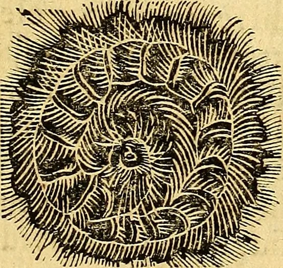 An illustration from Historia novi et admirabilis fontis balneique Bollensis in Ducatu Vvirtembergico ad acidulas Goepingenses ..., 1598, leaf 538