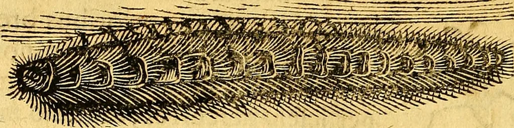 An illustration from Historia novi et admirabilis fontis balneique Bollensis in Ducatu Vvirtembergico ad acidulas Goepingenses ..., 1598, leaf 539
