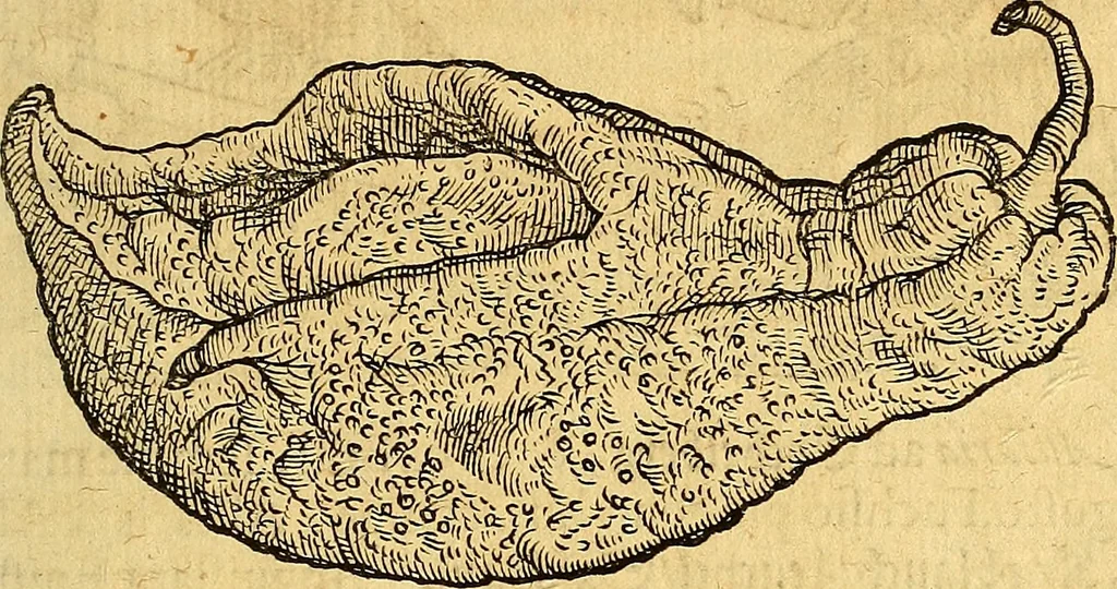 An illustration from Historia novi et admirabilis fontis balneique Bollensis in Ducatu Vvirtembergico ad acidulas Goepingenses ..., 1598, leaf 566