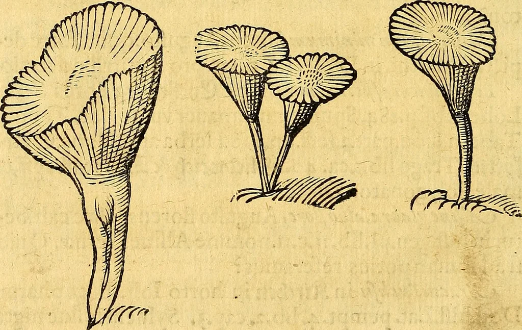 An illustration from Historia novi et admirabilis fontis balneique Bollensis in Ducatu Vvirtembergico ad acidulas Goepingenses ..., 1598, leaf 569